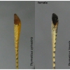 thym lineola antennae volg